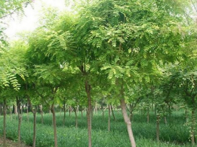 紫穗槐種子什么時候成熟？