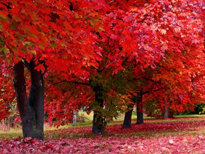 楓樹種子什么時候成熟？