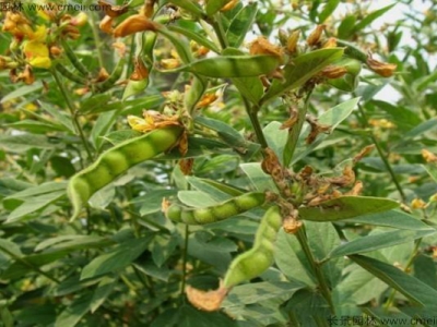 木豆是否耐寒？