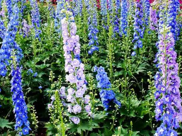 1662132830398357.jpg 2+.jpg