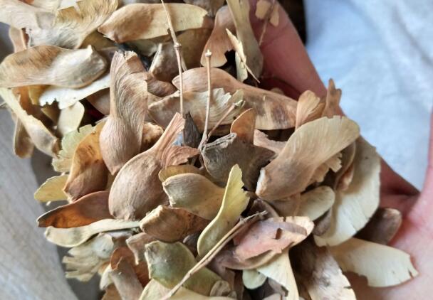 1662384200305798.jpg 9.jpg