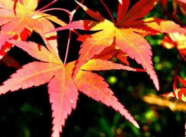 1662384214674379.jpg 9+.jpg