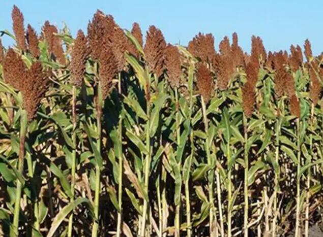 1662566062479660.jpg 0+.jpg