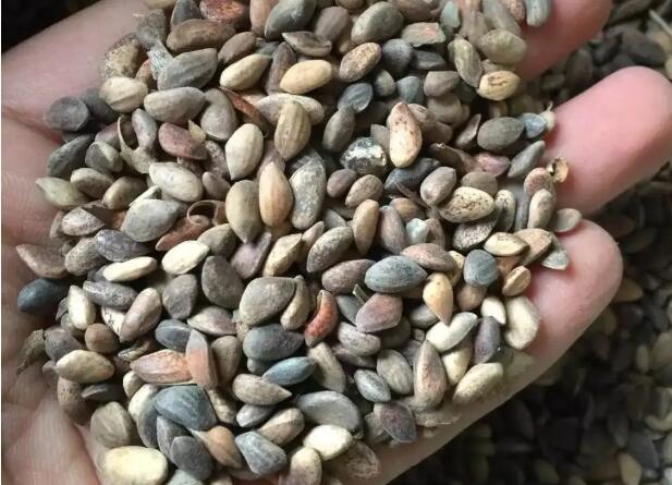 1662566931719059.jpg 00.jpg