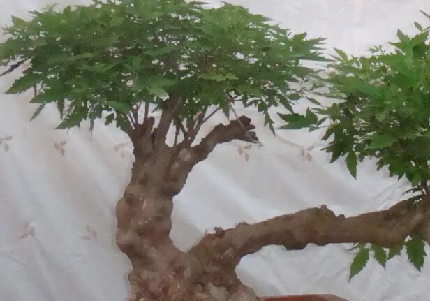 1662805480107036.jpg 1+.jpg