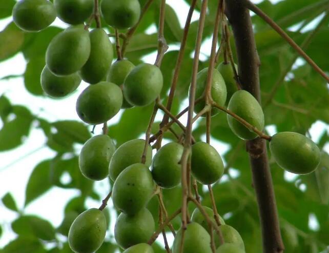 1663493964822301.jpg 5.jpg