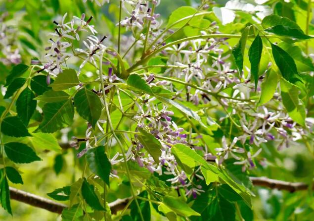 1663493985573886.jpg 5++.jpg