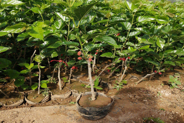 1663554303873923.jpeg 桑樹3.jpeg