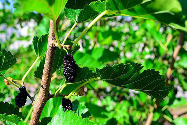 1663554316863772.jpeg 桑樹2.jpeg