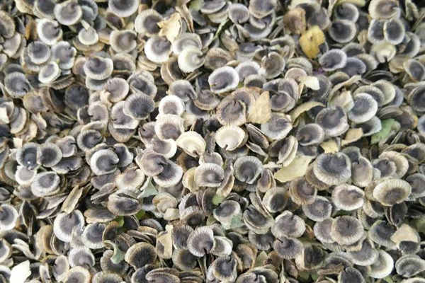 1663555624441649.jpg 蜀葵種子1.jpg