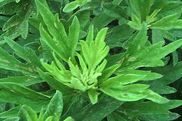 1663557055394236.jpeg 艾草2.jpeg