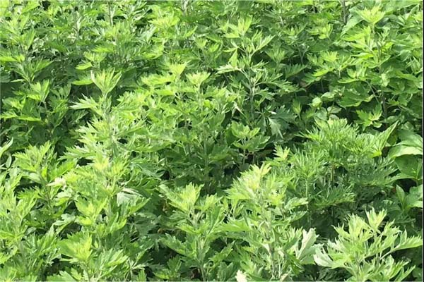 1663557063177015.jpeg 艾草3.jpeg