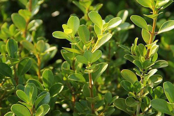 1663557348307967.jpeg 瓜子黃楊1.jpeg