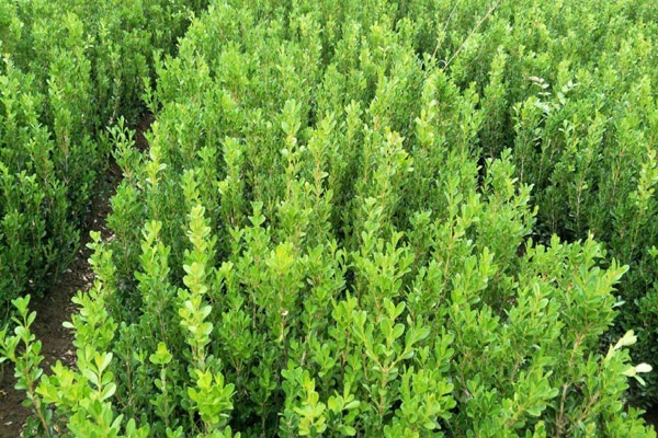 1663557357430487.jpeg 瓜子黃楊3.jpeg