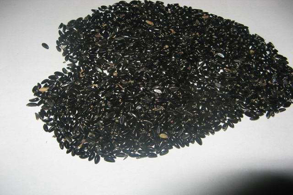 1663557365782153.jpeg 瓜子黃楊種子.jpeg