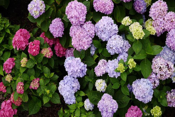 1663559912407903.jpeg 繡球花3.jpeg