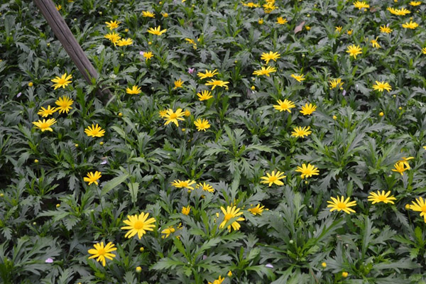 1663573092576767.jpeg 串葉松香草.jpeg