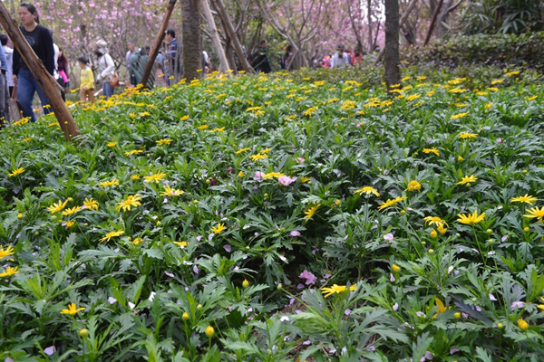 1663573130575878.jpeg 串葉松香草3.jpeg