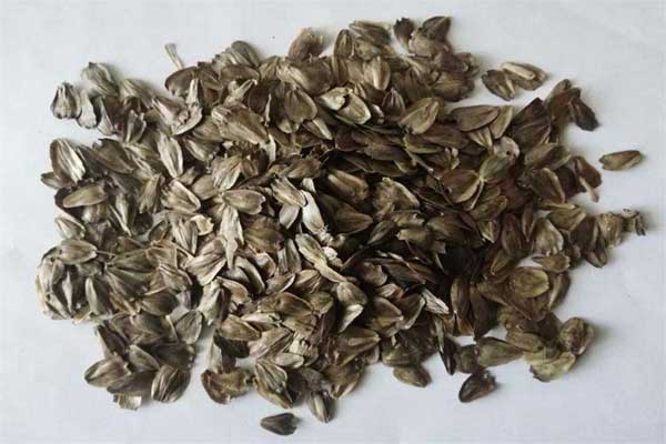 1663573139945648.jpeg 串葉松香草種子.jpeg