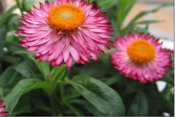 1663580829965509.jpeg 永生菊3.jpeg