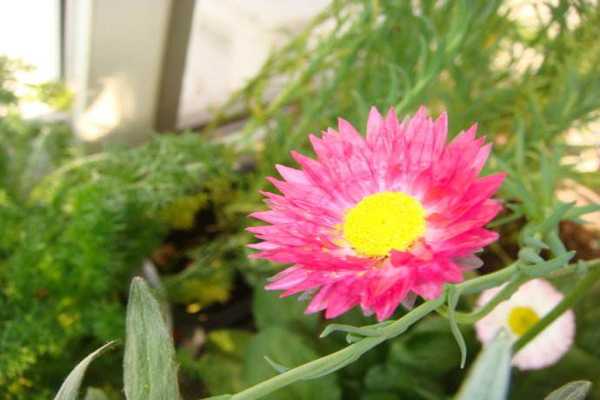 1663580836449351.jpeg 永生菊1.jpeg