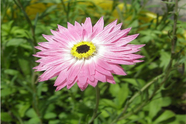 1663580842808257.jpeg 永生菊2 .jpeg