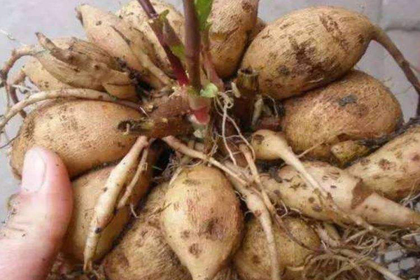 1663590549394132.jpeg 大麗花種球1.jpeg