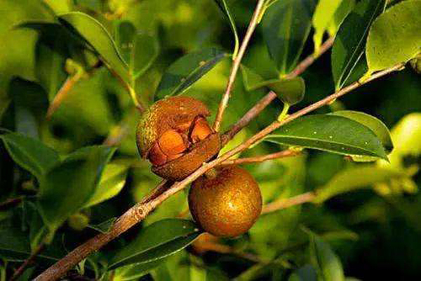 1663645370106251.jpeg 油茶樹2.jpeg