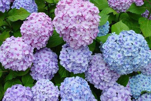 1663659642313019.jpeg 繡球花1.jpeg