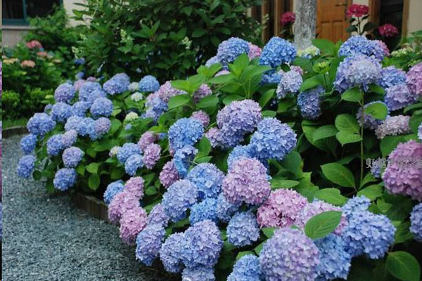 1663659679504800.jpeg 繡球花2.jpeg