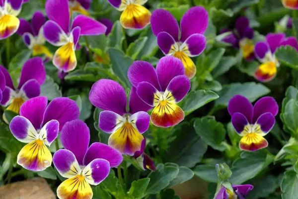 1663661445352673.jpeg 三色堇3.jpeg