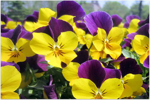 1663661454531651.jpeg 三色堇2.jpeg