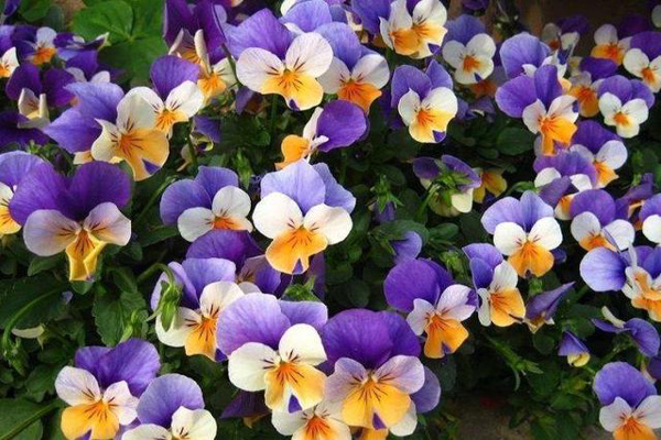 1663661466830382.jpeg 三色堇.jpeg