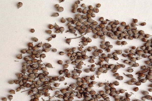 1663661948154091.jpeg 荊條種子.jpeg