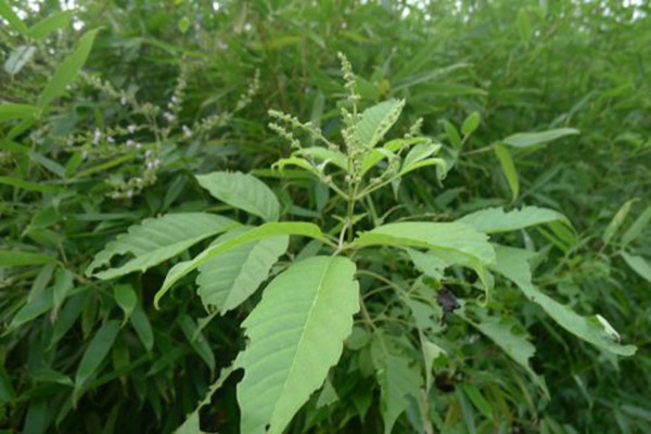 1663661955996574.jpeg 荊條.jpeg