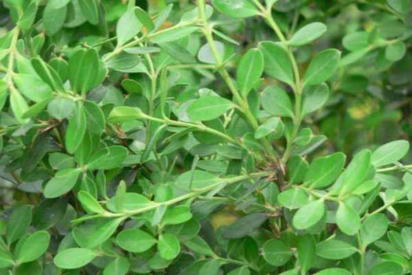 1663662039703373.jpeg 小葉黃楊3.jpeg