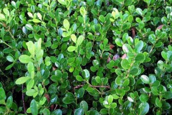 1663662047270368.jpeg 小葉黃楊1.jpeg