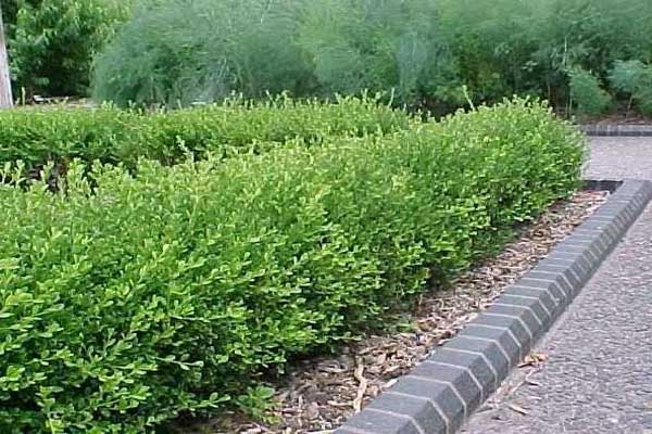 1663662059830104.jpg 小葉黃楊2.jpg