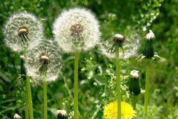 1663662557483387.jpeg 蒲公英.jpeg