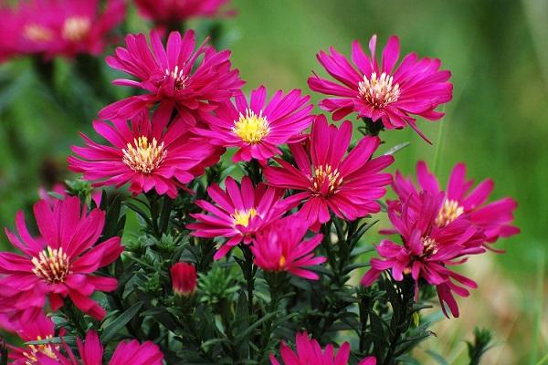 1663663442504011.jpeg 荷蘭菊3.jpeg