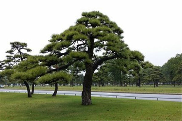 1663663612114517.jpeg 黑松3.jpeg