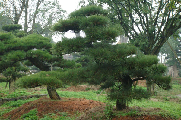 1663663626475222.jpeg 黑松.jpeg