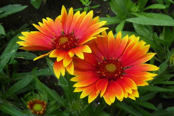 1663665310556743.jpeg 天人菊3.jpeg