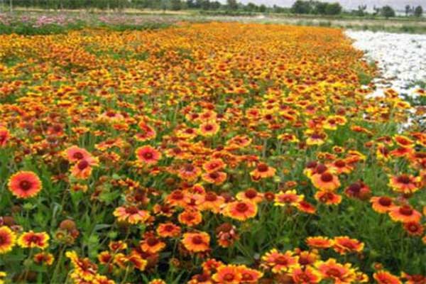 1663665317597779.jpeg 天人菊2.jpeg