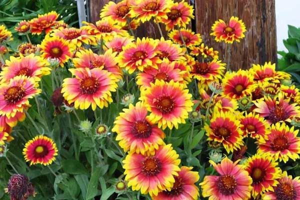 1663665324611051.jpeg 天人菊1.jpeg