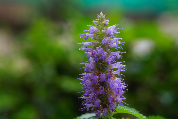 1663666426982486.jpg 霍香花2.jpg