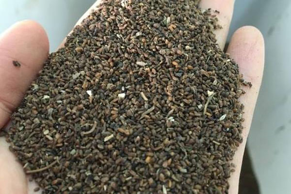 1663666440598361.jpg 霍香種子1.jpg