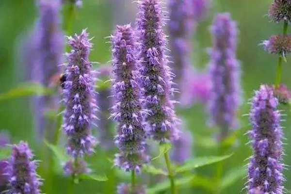 1663666446680228.jpg 霍香花3.jpg