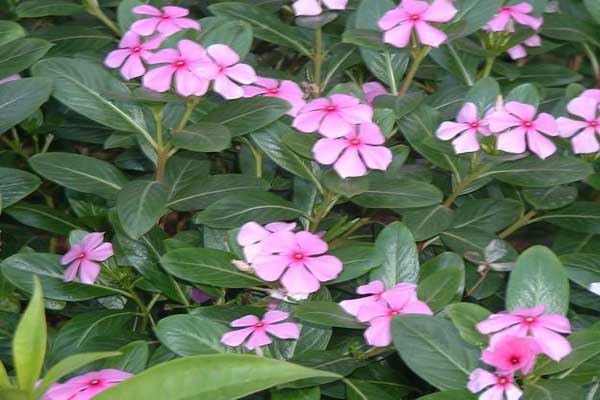 1663667539356951.jpeg 長春花2.jpeg