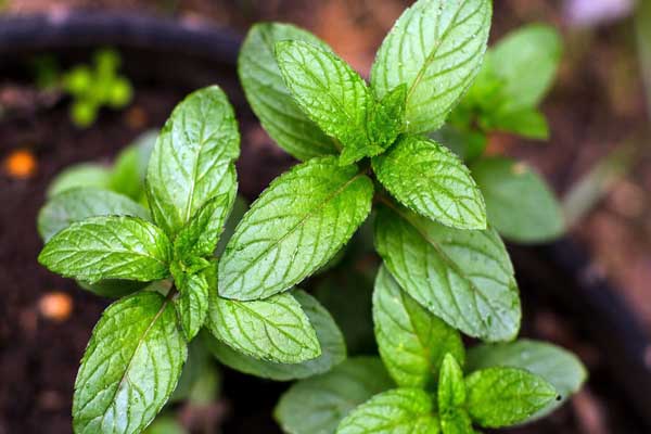 1663667721949333.jpeg 薄荷3.jpeg